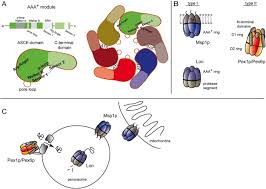Velbloud uchem jehly) is a 1936 czechoslovak comedy film directed by and starring hugo haas. Role Of Aaa Proteins In Peroxisome Biogenesis And Function Sciencedirect