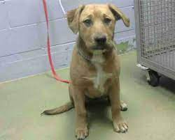 So, the best tip to save money when shopping online is to hunt for coupon codes of the store that you want to. Labrador Puppies For Sale In Southern California Craigslist The Y Guide