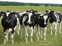 Black And White Cow Breed Name Farhat Export En Breeding Cattle Pet Cows Cattle Cow