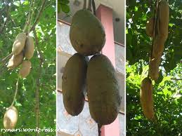 Info sosis bratwurst asal jerman dan harga di pasaran. Pesona Kigelia Si Buah Sosis Rynari