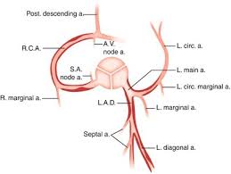 Arteries and veins diagram artery structure function and disease. Coronary Artery Disease Pathological Anatomy And Pathogenesis Springerlink