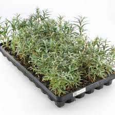 Image result for Hippocratea buchananii