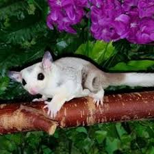 25 Best Colors Of Sugar Gliders Images Gliders My Little