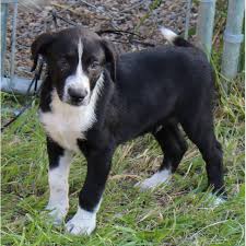We were told she was found as a stray, but given her stellar personality is a bit hard to. Denver Medium Male Border Collie X Australian Cattle Dog X Blue Heeler Mix Dog In Qld Petrescue