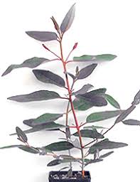 Image result for Eucalyptus botryoides