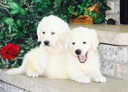 Hypoallergenic non shedding puppies for sale in geogria. Akc Golden Retriever Breeder Puppies For Sale In Minnesota Mn English Golden
