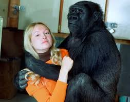 Энтони гонсалес, гаэль гарсиа берналь, бенджамин брэтт и др. Koko The Beloved Gorilla Who Communicated Through Sign Language Dies At Age 46 Popular Science