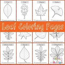 Coloring is a magnificent activity for little ones. Leaf Coloring Pages Itsybitsyfun Com