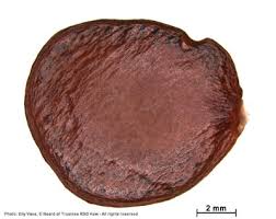 Image result for Brachystegia utilis