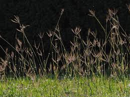 Image result for Dichanthium annulatum