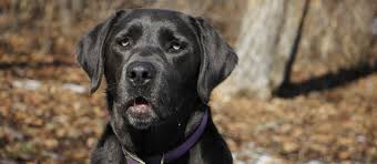 Maybe you would like to learn more about one of these? Charcoal Labrador Retriever Puppies For Sale Greenfield Puppies