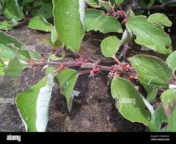 Image result for Pouzolzia mixta