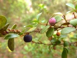 Image result for Myrsine africana