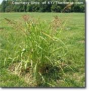 How to kill johnson grass in vegetable garden. Johnsongrass In Pastures Can Be Toxic North Carolina Cooperative Extension