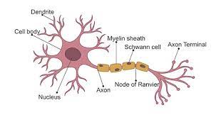Neurons are cells within the nervous system that transmit information to other nerve cells, muscle, or gland cells. Get An Overview Of Neuron Cells Cusabio