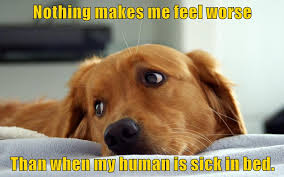 Funny get well soon memes. Get Well Soon I Has A Hotdog Dog Pictures Funny Pictures Of Dogs Dog Memes Puppy Pictures Doge