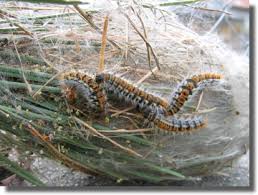 On la reconnait très facilement ces chenilles n'ont que peu de prédateurs et sont un réel danger pour l'homme et les animaux. Chenille Processionnaire Du Pin Biologie Reproduction Cycle De Vie Et Habitat France Chenilles