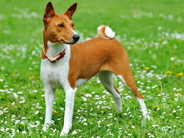 Basenji Elityavru Com