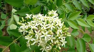 Maybe you would like to learn more about one of these? Curry Leaf Plant During Flowering Stage Curry Leaf Plant Plants Different Plants