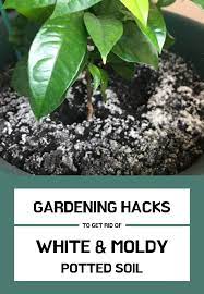 Gardening Hacks To Get Rid Of That White And Moldy Potted Soil Gardentipz Com Fertilizer For Plants Gardening Tips Soil