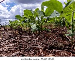 Image result for Brazzeia soyauxii