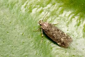 Image result for Bryotropha similis