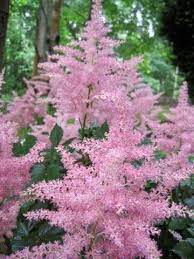 Found in an overgrown garden in shade, upstate ny zone 5. Airy Astilbe Blueridgecountry Com Plants Shade Plants Shade Flowers