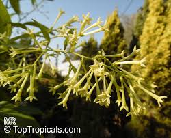 Image result for Cestrum nocturnum