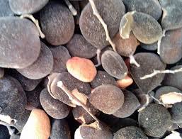 Image result for Dialium guineense