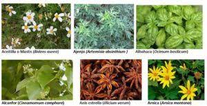 Las plantas ms aconsejables son las siguientes: Manual De Prevencion Y Tratamiento Para Covid 19 Con Plantas Medicinales De Los Altos De Chiapas Chiapasparalelo
