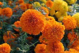 Check spelling or type a new query. Langkah Budidaya Bunga Marigold Dengan Panen Singkat Trikmerawat Com