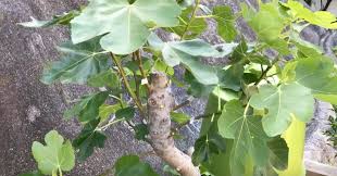 イチジクがカラスとカミキリムシの被害にあって一年の経過 Hanana Tree