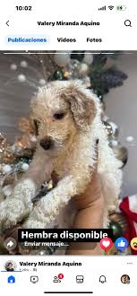 Standard Poodles Puerto Rico 🇵🇷 🐩