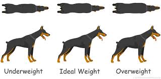 Doberman Weight Growth Curve And Average Weights Doberman