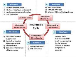 Frontiers Riboflavin Has Neuroprotective Potential Focus On Parkinson S Disease And Migraine Neurology