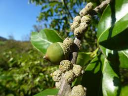 Image result for Plinthus cryptocarpus