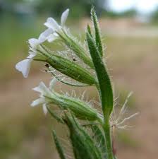Image result for Silene gallica