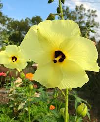 Image result for Hibiscus pusillus