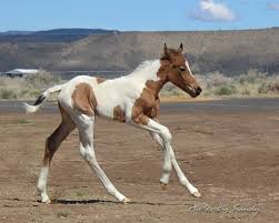 Oakley is a gorgeous buckskin roan filly by our mccurdy bred twhbea/mph stallion little john lester out of way's roan threat, daughter of mccurdys roan lightning, making her double bred mccurdy. Wf Fancy This Boon Buckskin Roan Apha Paint Filly Performance Filly Out Of A Duals Blue Boon Mare In Oregon Dreamhorse Com Horse Id 2190440