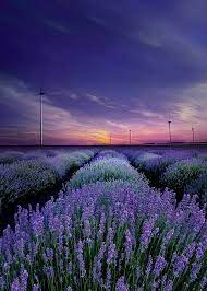 Aesthetic Pick Me Purple Lavender Fields Plant Photography Lavender Garden