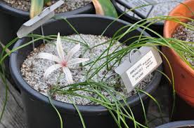 Image result for Ammocharis