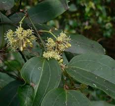 Image result for Smilacaceae
