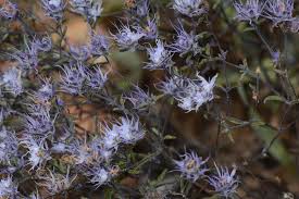 Image result for Haumaniastrum