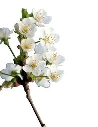 Alternativ sind sie auch jederzeit herzlich eingeladen, uns an unserem standort in neckartailfingen zu besuchen! Garten Messe Stuttgart
