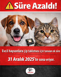 Pati Dostları Dikkat: Mikroçip İçin Son Günler Geliyor!