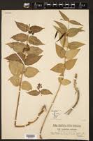 Image result for Cynanchum gerrardii