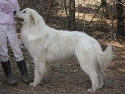 Maremma Sheepdog Livestock Guardian Dog Maremma Dog Maremma Sheepdog