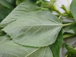 Image result for Corchorus olitorius