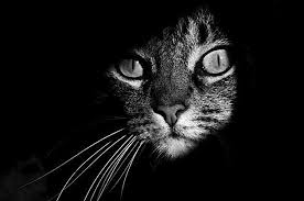 Snygo Files 027 Blackwhitecats Weisse Katze Coole Katzen Katze Schwarz Weiss