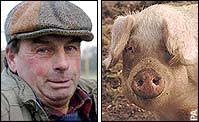 Asbo farmer charged over 'unruly pigs'